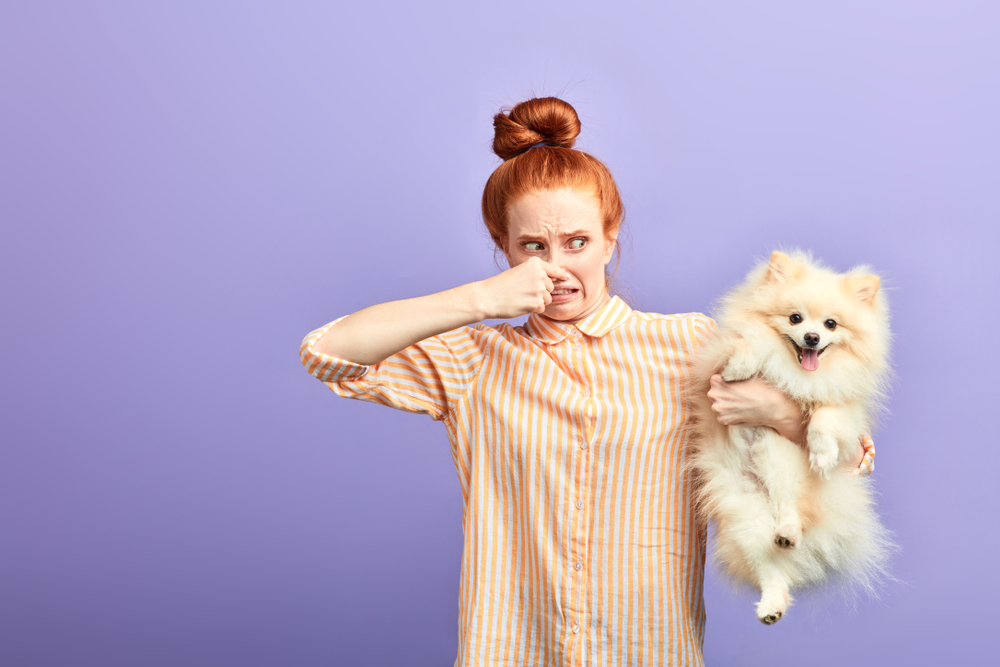 El olor a perro mojado no proviene de los perros.  6 cosas que no vienen donde piensas |  Zestradar