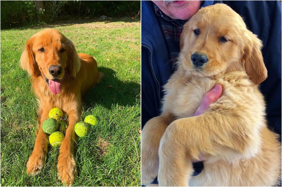 perro obsesionado con pelotas de tenis establece récord #2 |  Zestradar