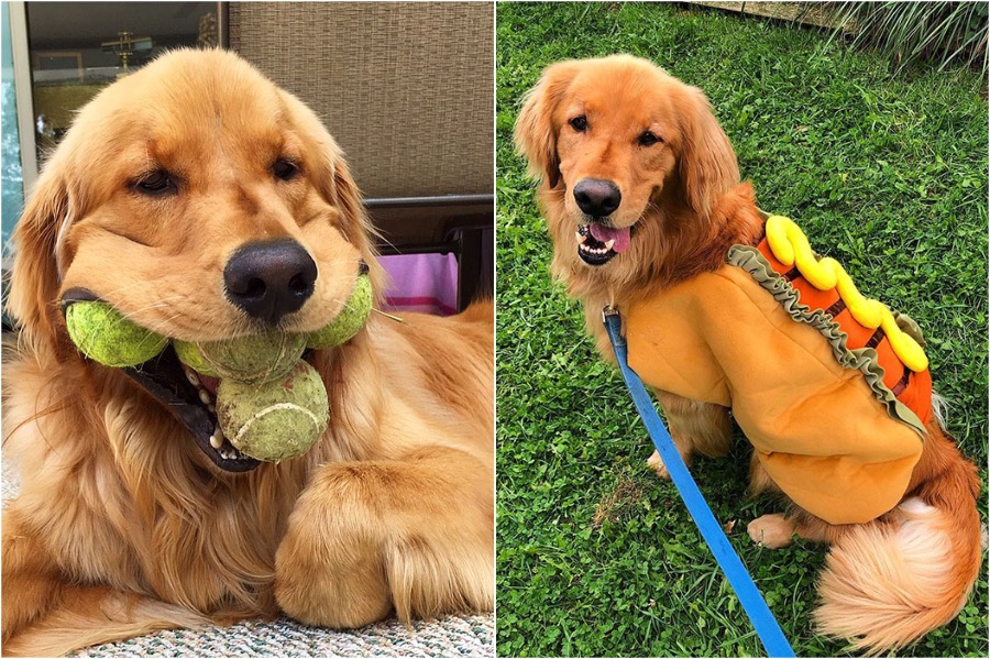 perro obsesionado con pelotas de tenis establece récord #3 |  Zestradar