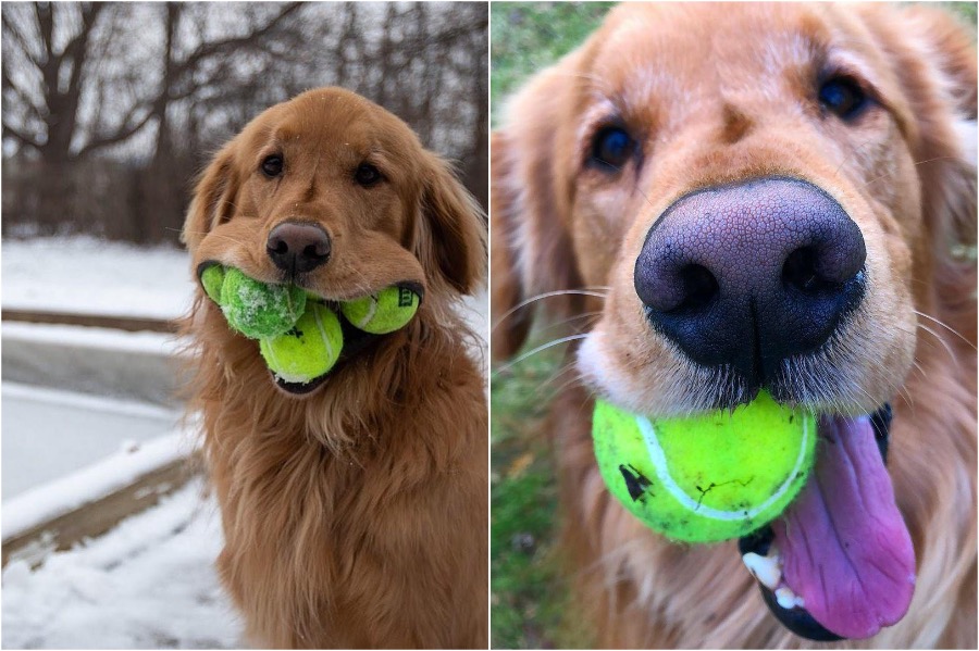 perro obsesionado con pelotas de tenis establece récord #4 |  Zestradar