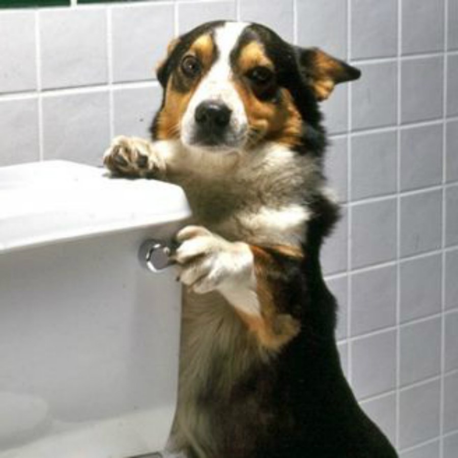 #10 |  Tómate un descanso y disfruta de estas fotos de perros astutos y desesperados por llamar la atención.  Zestradar