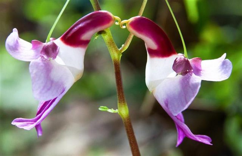 flor de loro  Las plantas más extrañas del mundo que podrían asustarte |  Zestradar