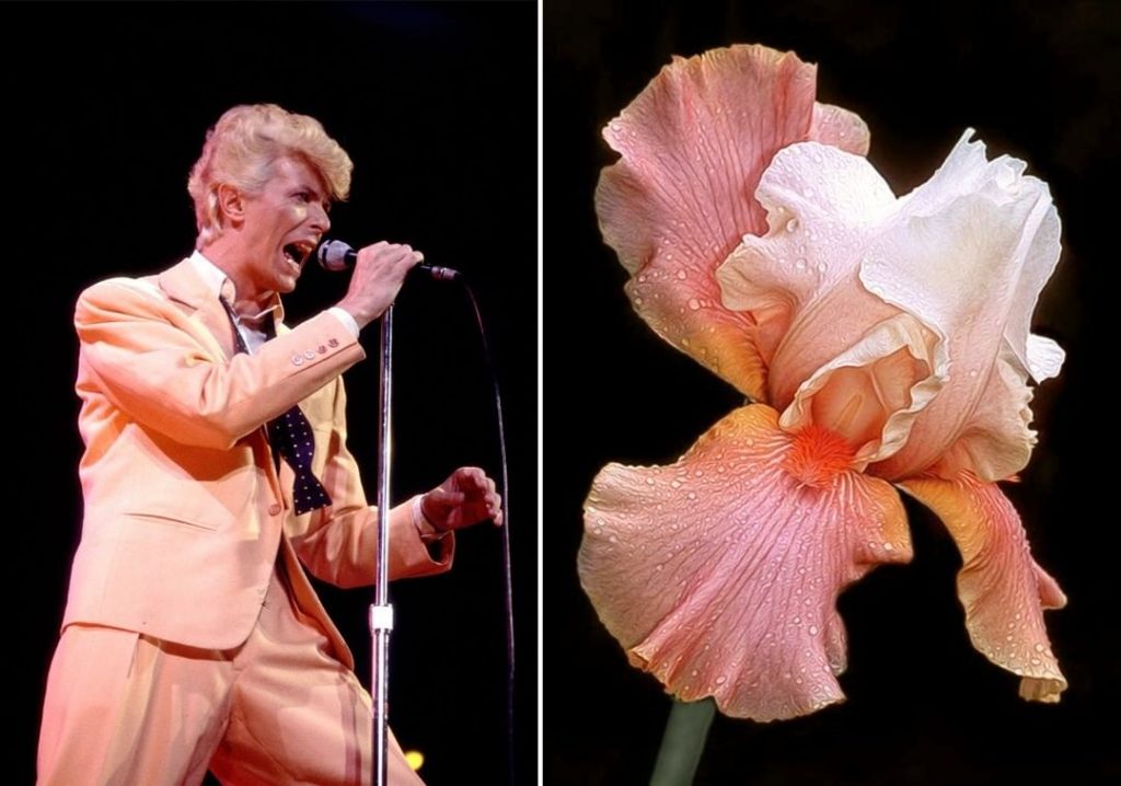 #2  David Bowie como Flores |  Zestradar