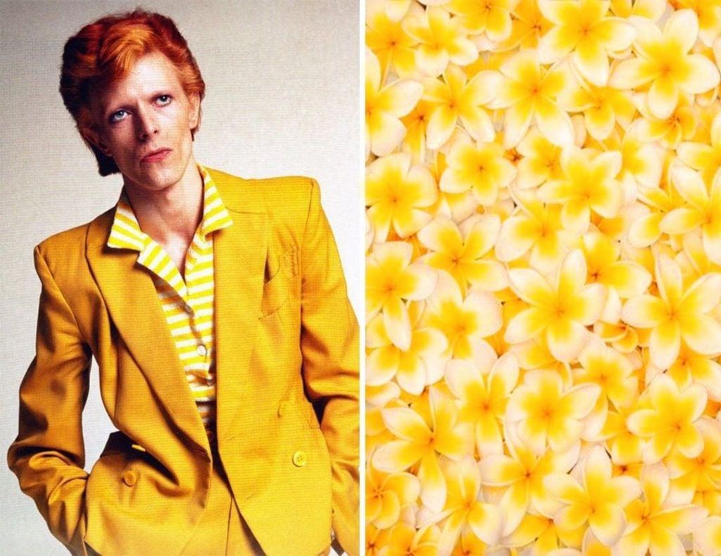 #6 |  David Bowie como Flores |  Zestradar