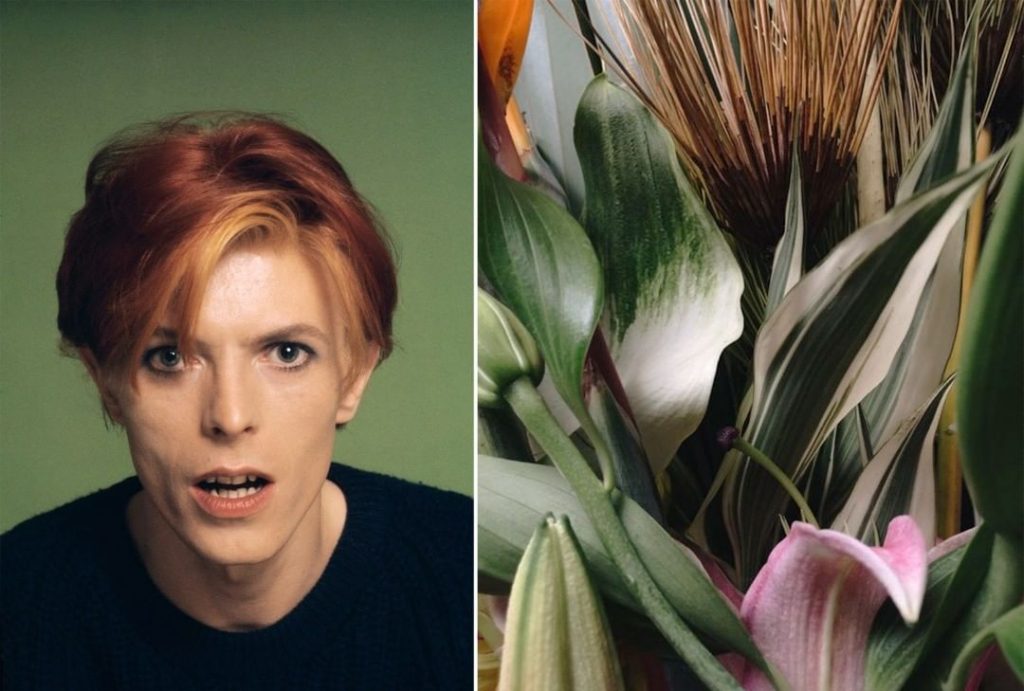 #1  David Bowie como Flores |  Zestradar
