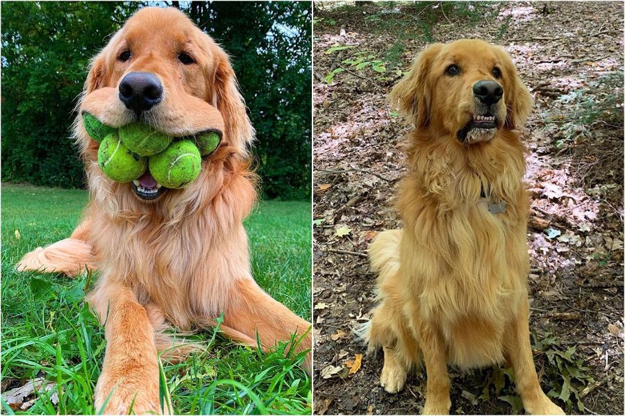 Un perro obsesionado con las pelotas de tenis ha batido un récord  Zestradar