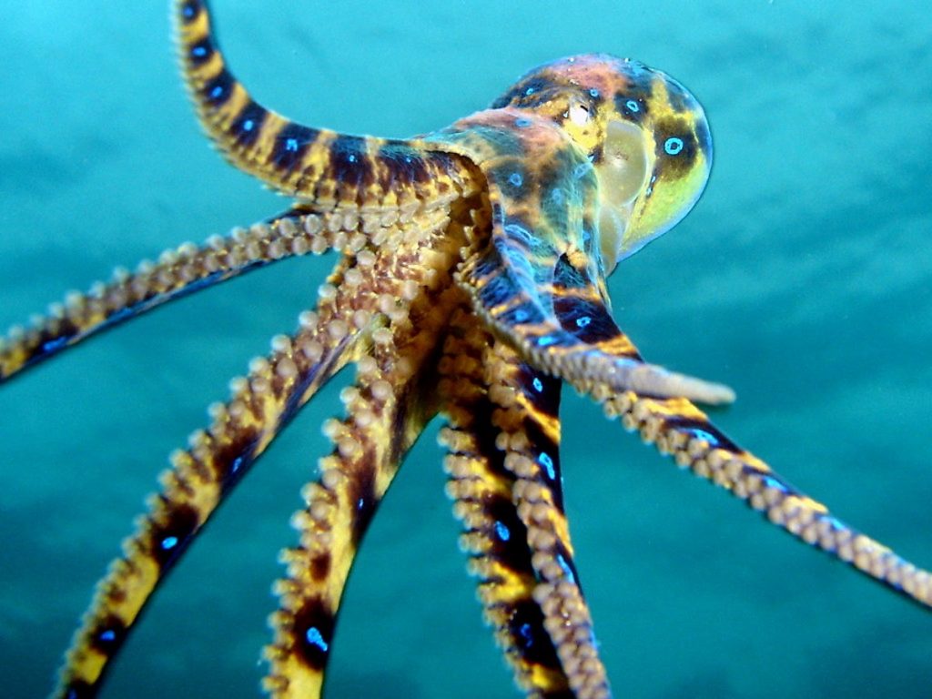 Pulpo de anillos azules |:  8 animales adorables que son sorprendentemente peligrosos |  Zestradar