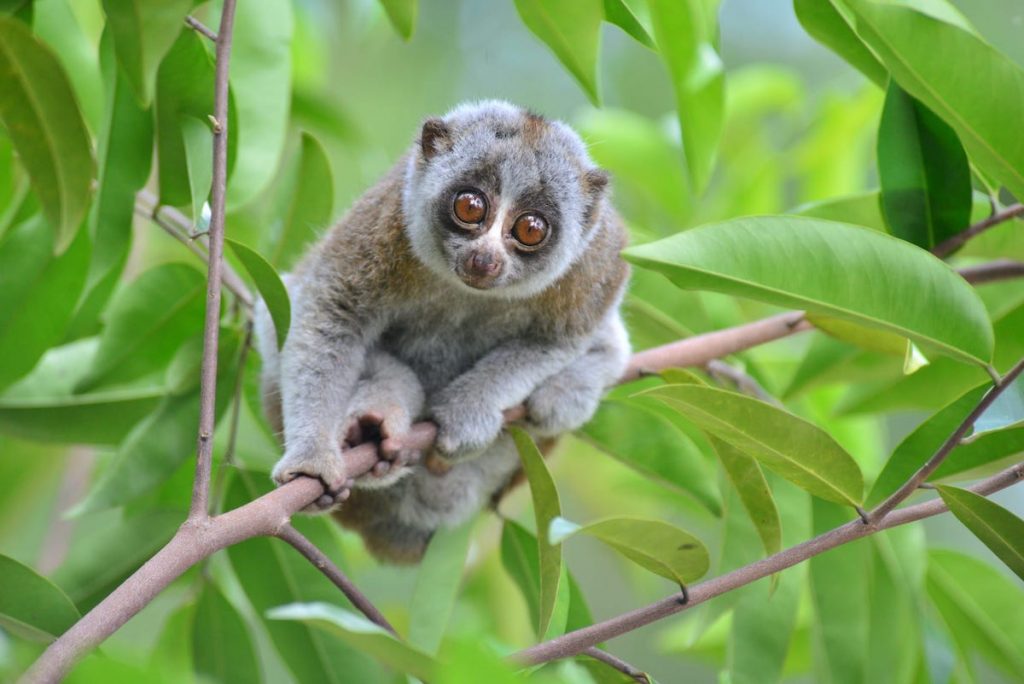 Loris lentos |:  8 animales adorables que son sorprendentemente peligrosos |  Zestradar