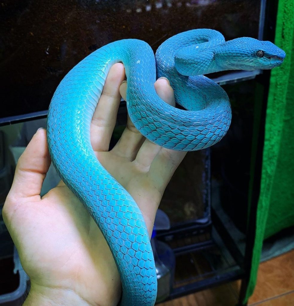 Serpiente azul neón |:  15 animales de aspecto extraño que pertenecen a una película de ciencia ficción |  Zestradar