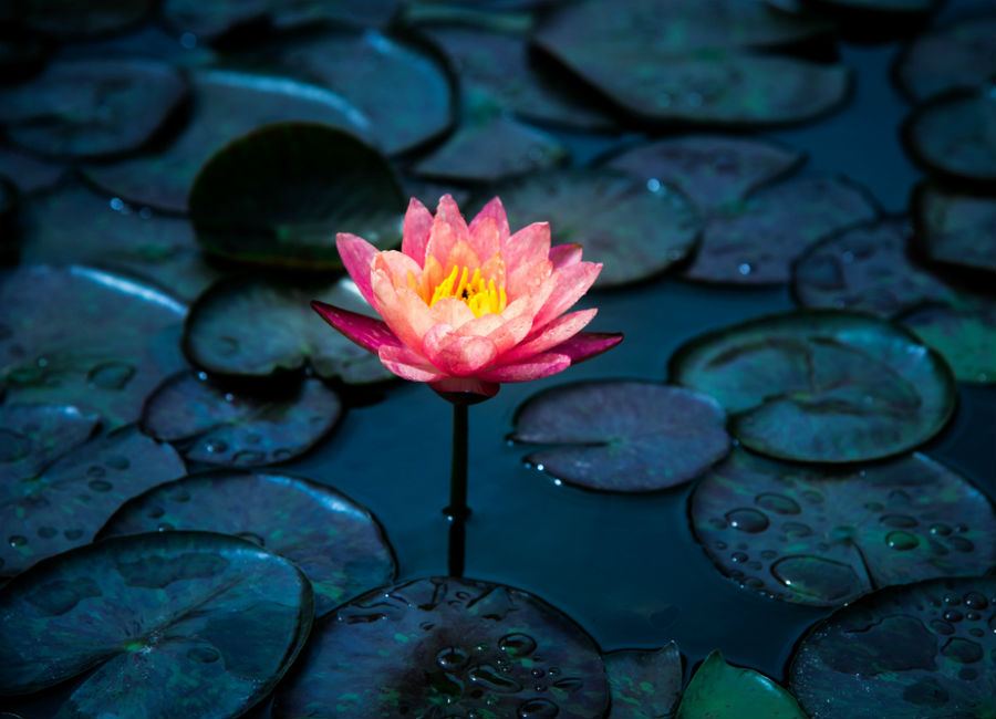 Hay un lago de flores de loto rosadas en Tailandia y ridículamente hermoso #2 |  Zest Radar: