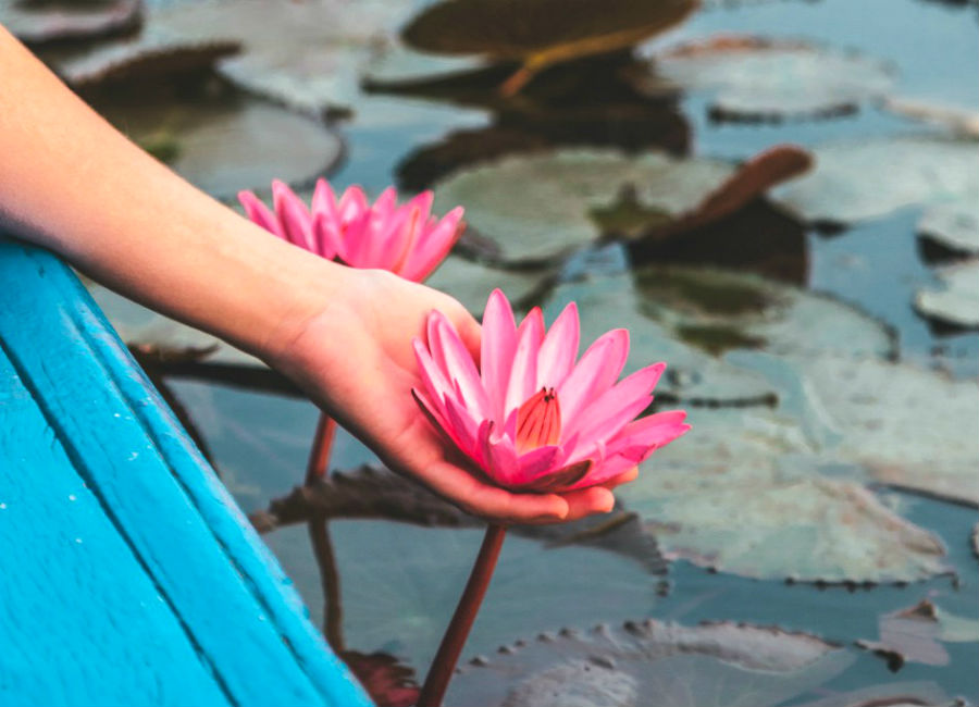 Hay un lago de flores de loto rosa en Tailandia y ridículamente hermoso #3 |  Zest Radar: