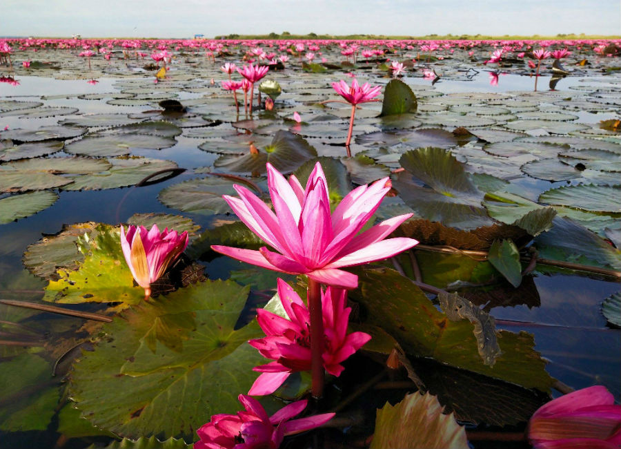 Hay un lago de flores de loto rosa en Tailandia y ridículamente hermoso #5 |  Zest Radar: