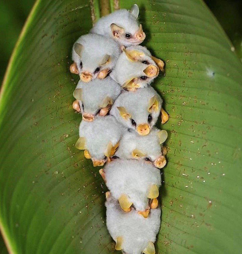 Murciélago blanco hondureño |:  15 animales de aspecto extraño que pertenecen a una película de ciencia ficción |  Zestradar