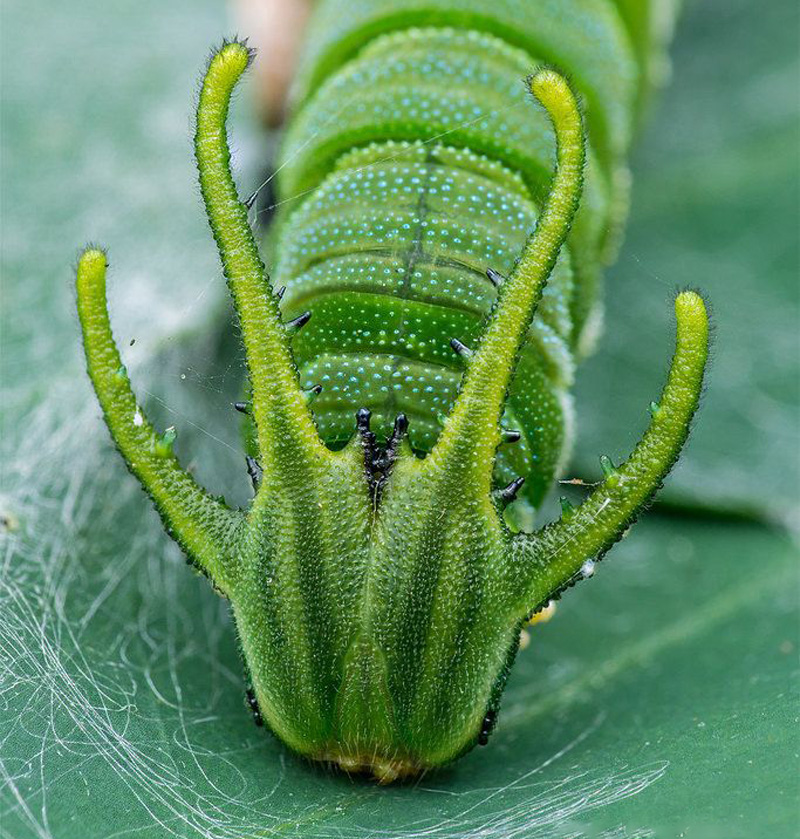 Oruga cabeza de dragón |:  15 animales de aspecto extraño que pertenecen a una película de ciencia ficción |  Zestradar