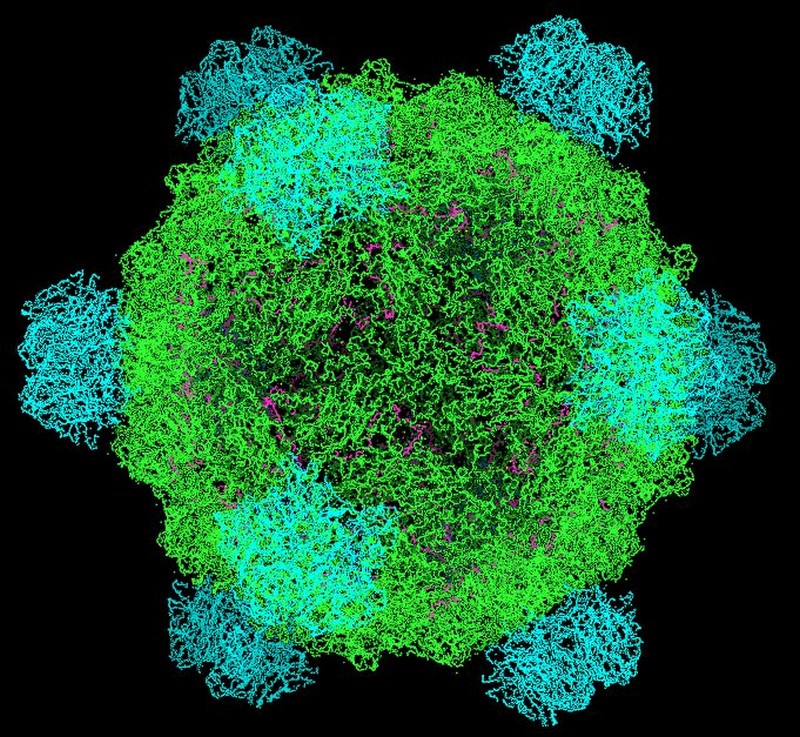 Phi-X174 |:  Se han creado virus y bacterias mortales en laboratorios.  Zestradar