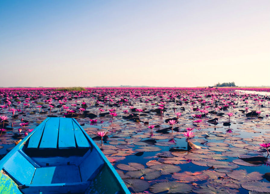 Hay un lago de flores de loto rosas en Tailandia y ridículamente hermoso #1 |  Zest Radar: