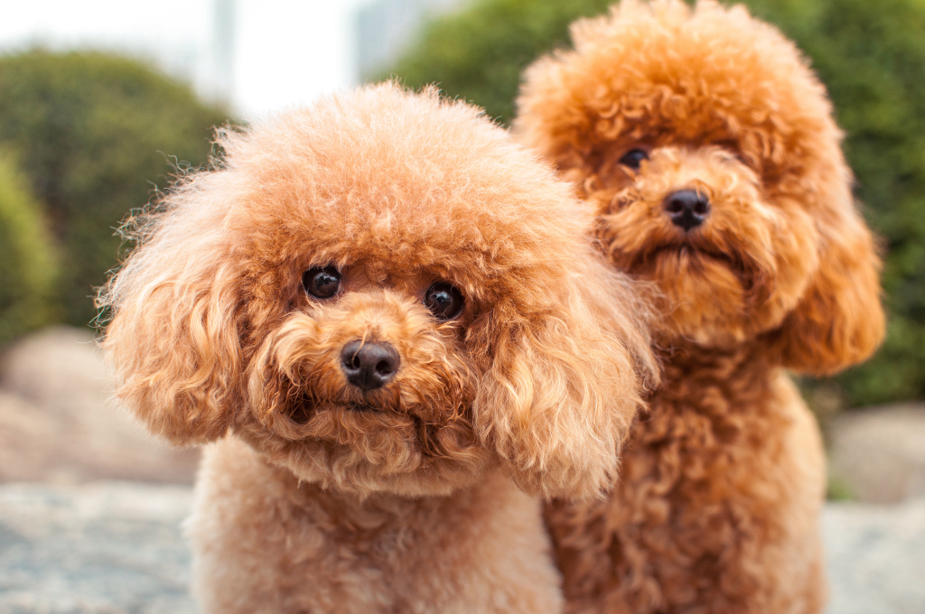 perros  10 animales con poderes que avergüenzan a tus superpoderes |  Zestradar