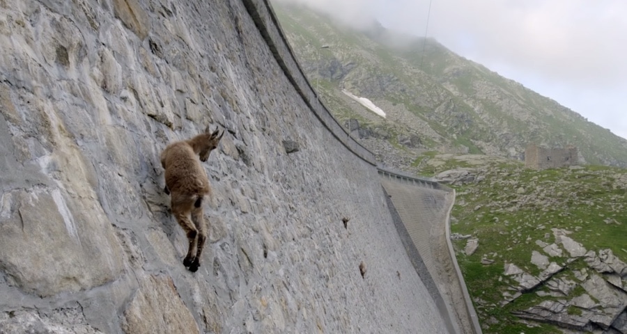 Cabras montesas |:  10 animales con poderes que avergüenzan tus superpoderes |  Zestradar