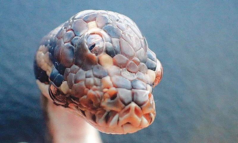 serpiente de tres ojos  7 raras rarezas encontradas en la naturaleza  Zestradar