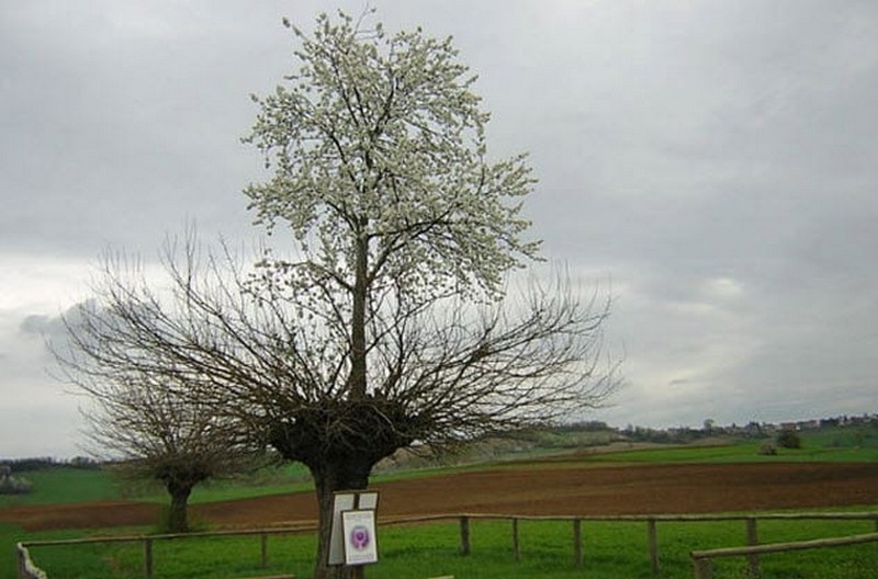 un árbol en un árbol  7 raras rarezas encontradas en la naturaleza  Zestradar