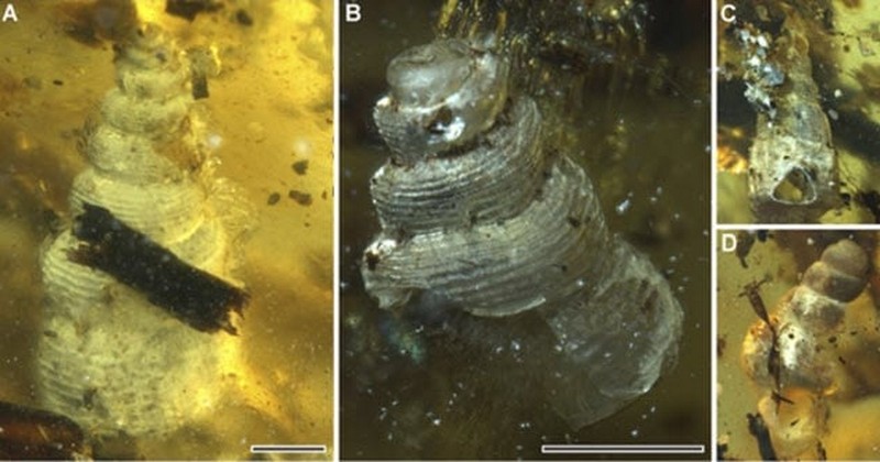 vida marina ambarina |  7 raras rarezas encontradas en la naturaleza  Zestradar