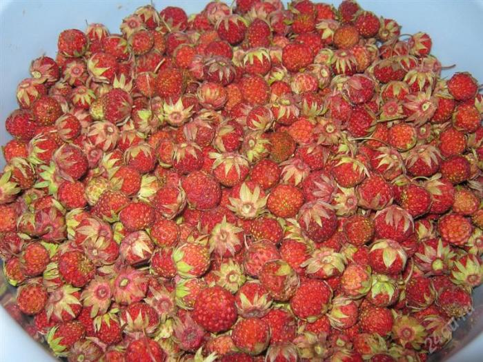 Fresas |9 frutas y verduras que se han transformado por completo en los últimos siglos|  Zestradar