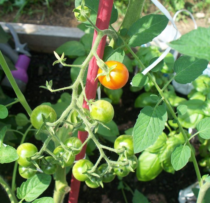 Tomate: 9 frutas y verduras que se han transformado por completo en los últimos siglos |  Zestradar