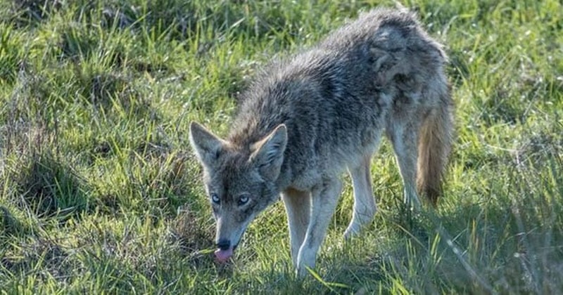 Coyote de ojos azules |:  7 raras rarezas encontradas en la naturaleza  Zestradar