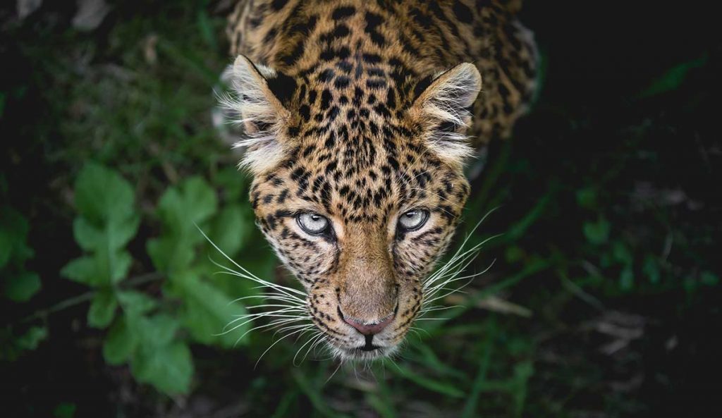 Jaguar (México) |:  7 animales sagrados de todo el mundo |  Zestradar