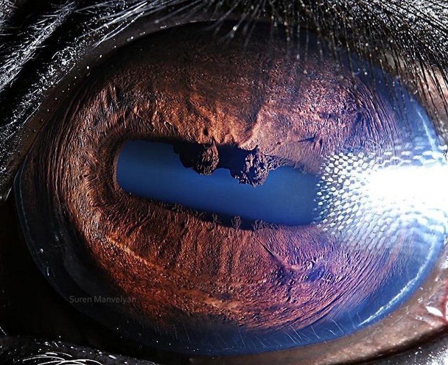 caballo  Un fotógrafo ha mostrado tomas macro de ojos de animales y se ven impresionantes.  Zestradar