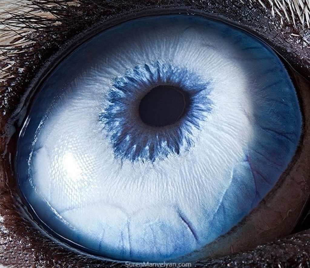 husky |:  Un fotógrafo ha mostrado tomas macro de ojos de animales y se ven impresionantes.  Zestradar