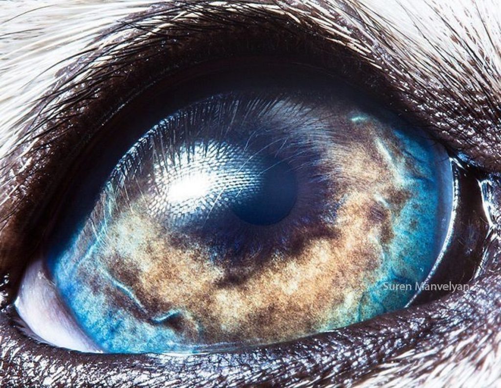 Malamute de Alaska |  Un fotógrafo ha mostrado tomas macro de ojos de animales y se ven impresionantes.  Zestradar