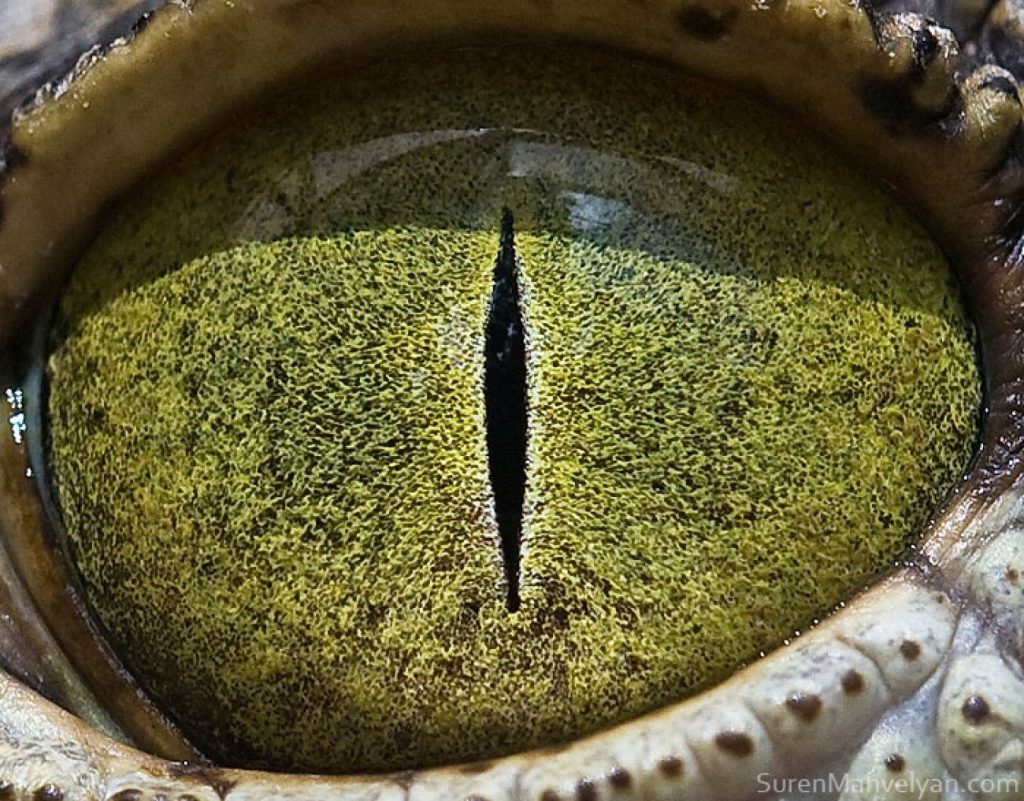 cocodrilo del Nilo |:  Un fotógrafo ha mostrado tomas macro de ojos de animales y se ven impresionantes.  Zestradar