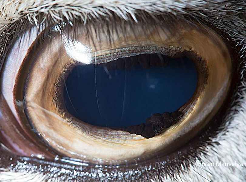 muflón armenio |:  Un fotógrafo ha mostrado tomas macro de ojos de animales y se ven impresionantes.  Zestradar