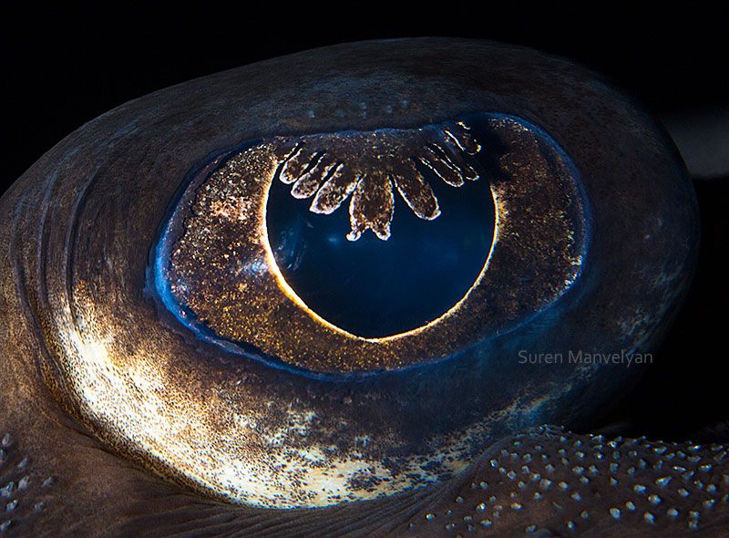 rayo |  Un fotógrafo ha mostrado tomas macro de ojos de animales y se ven impresionantes.  Zestradar