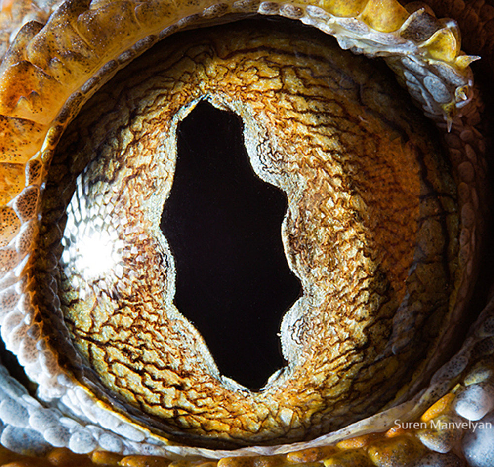 Tokay Gecko |:  Un fotógrafo ha mostrado tomas macro de ojos de animales y se ven impresionantes.  Zestradar