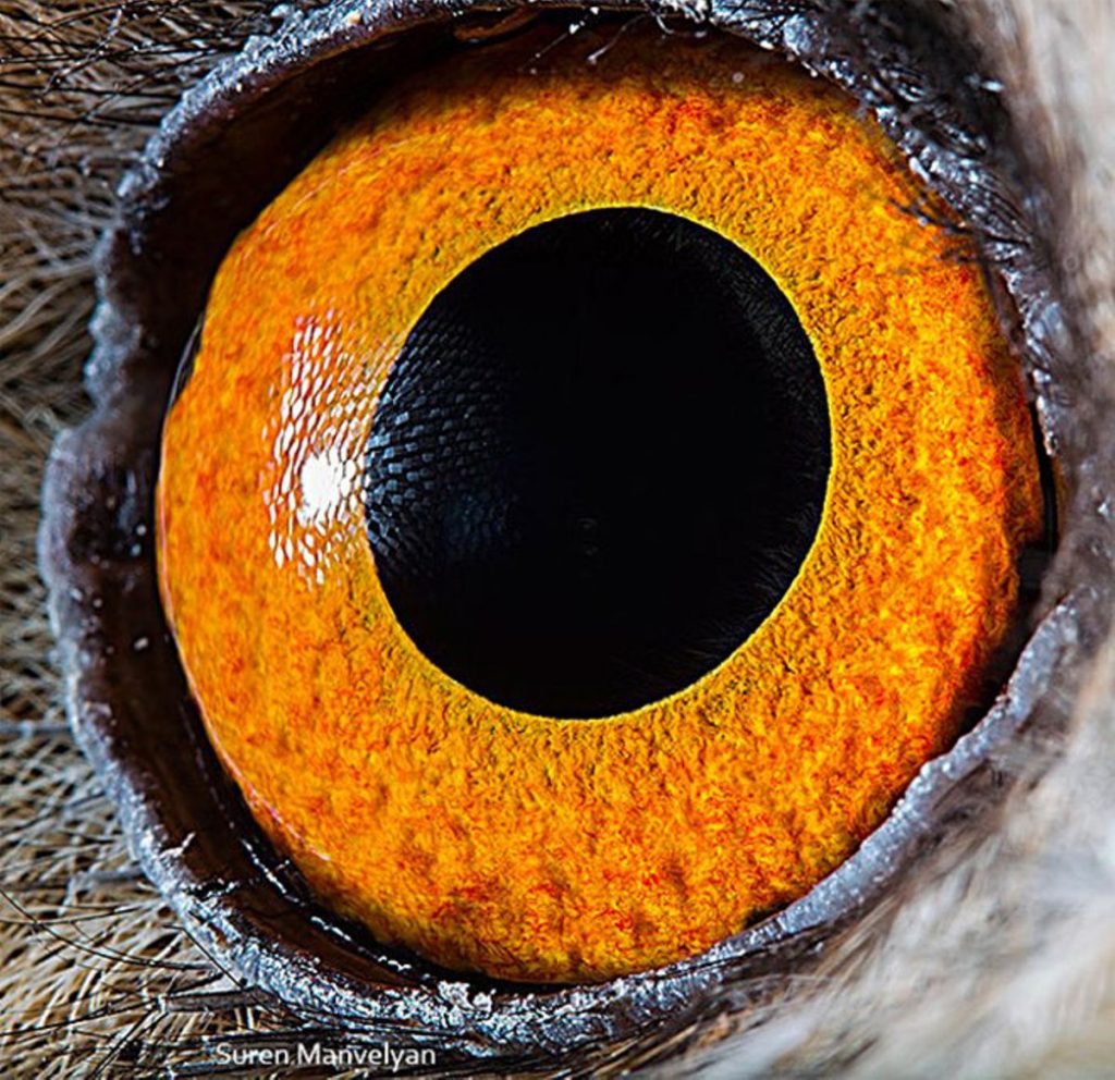 Búho chico |:  Un fotógrafo ha mostrado tomas macro de ojos de animales y se ven impresionantes.  Zestradar