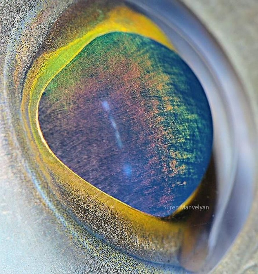 Ojo de pez roca |:  Un fotógrafo ha mostrado tomas macro de ojos de animales y se ven impresionantes.  Zestradar