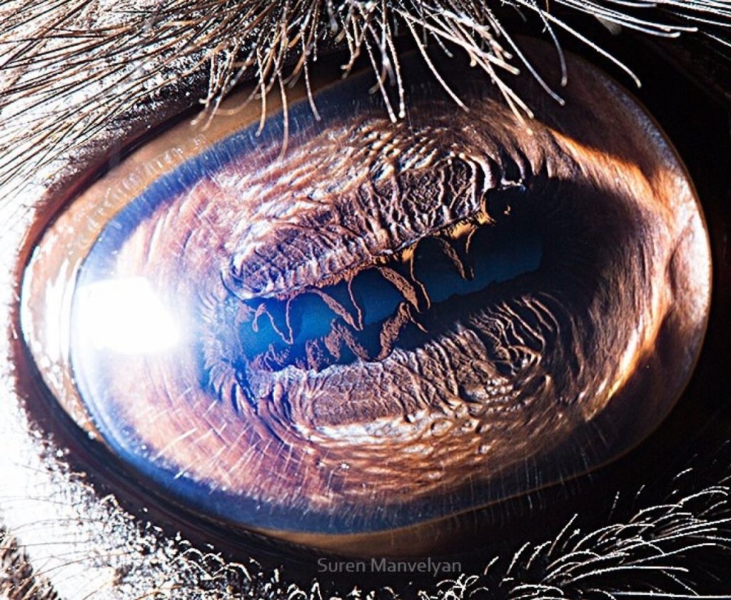 Camello  Un fotógrafo ha mostrado tomas macro de ojos de animales y se ven impresionantes.  Zestradar