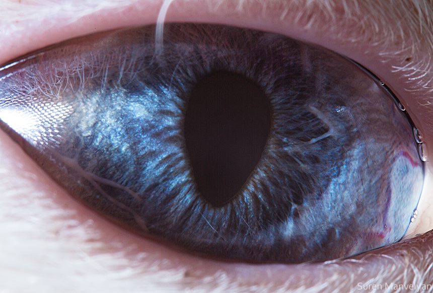 Gato |:  Un fotógrafo ha mostrado tomas macro de ojos de animales y se ven impresionantes.  Zestradar