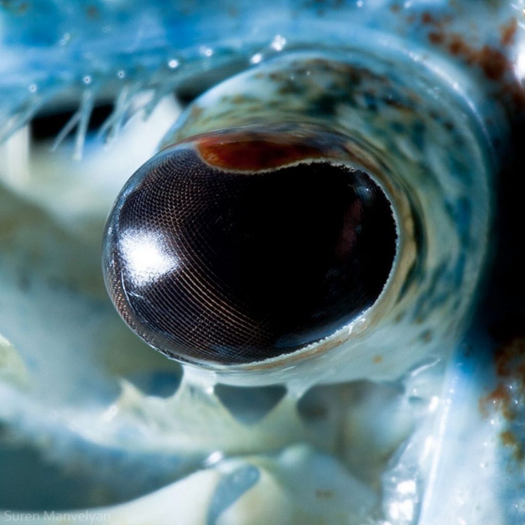 Cangrejo azul |  Un fotógrafo ha mostrado tomas macro de ojos de animales y se ven impresionantes.  Zestradar