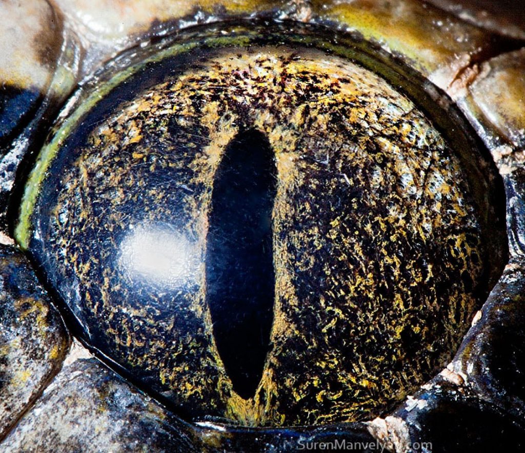 pitón tigre |  Un fotógrafo ha mostrado tomas macro de ojos de animales y se ven impresionantes.  Zestradar