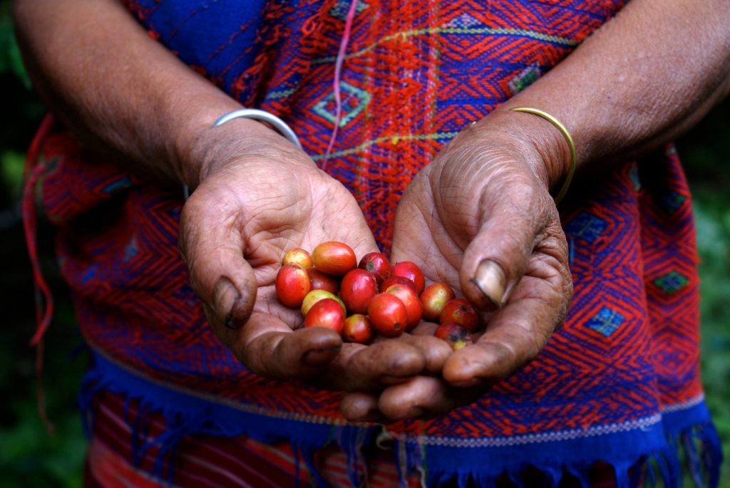 El lado oscuro del café  Sagrado y prohibido.  La fascinante historia del café.  Zestradar