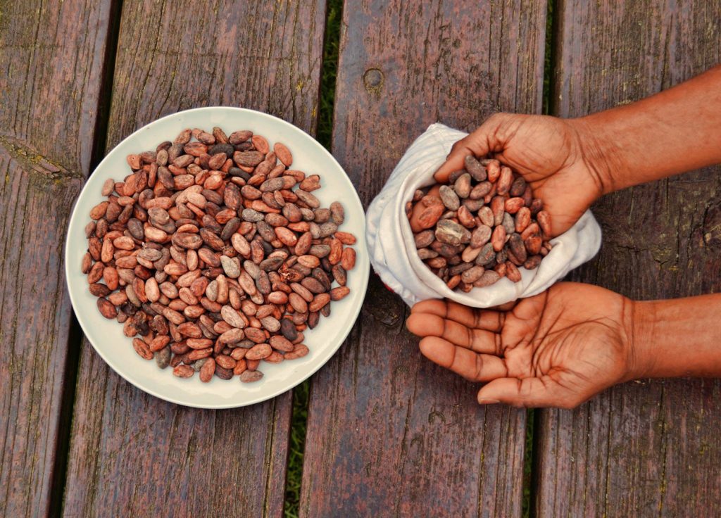 Moneda de cacao |:  La increíble historia del chocolate.  Zestradar