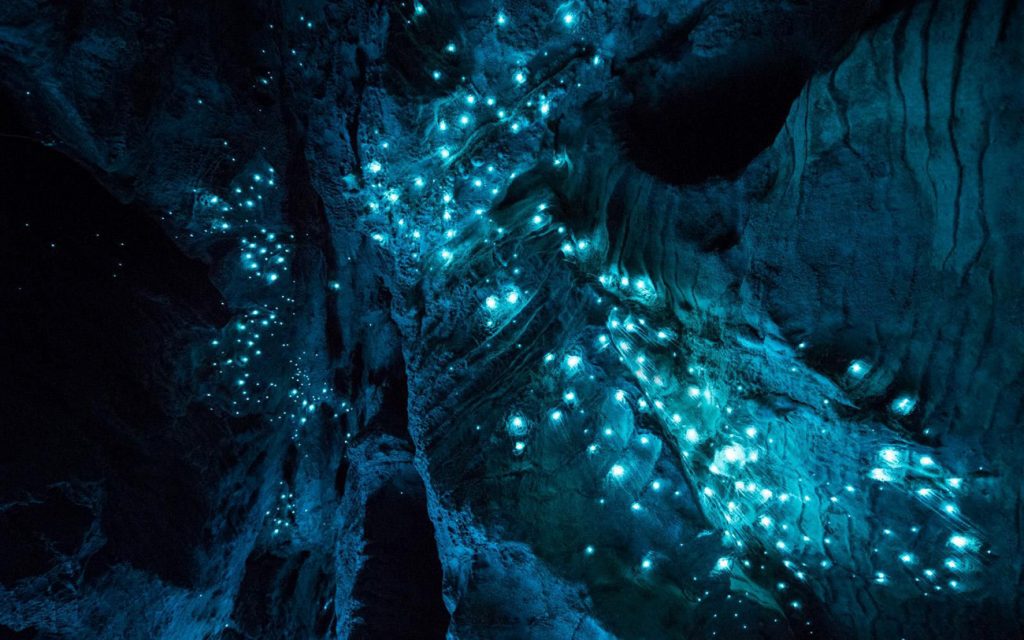 luciérnagas |  10 de los fenómenos naturales más surrealistas de la Tierra |  Zestradar