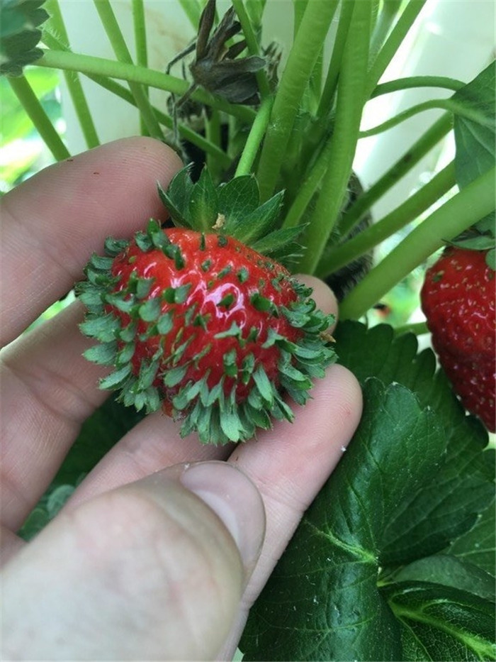 frutas-verduras de forma extraña- (1)