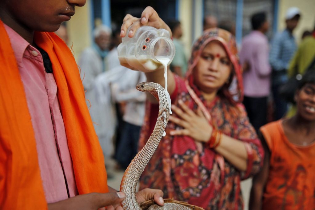 Serpiente (India) |:  7 animales sagrados de todo el mundo |  Zestradar
