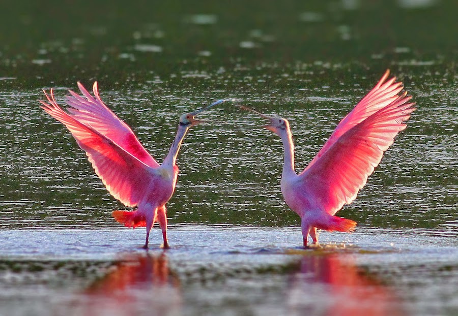 Espátula Rosada |:  Animales rosados ​​que probablemente nunca hayas visto antes |  Zestradar