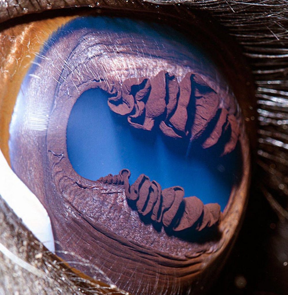 llamas |  Un fotógrafo ha mostrado tomas macro de ojos de animales y se ven impresionantes.  Zestradar