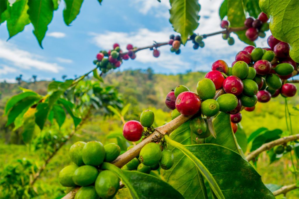 Todo empezó en Etiopía  Sagrado y prohibido.  La fascinante historia del café.  Zestradar